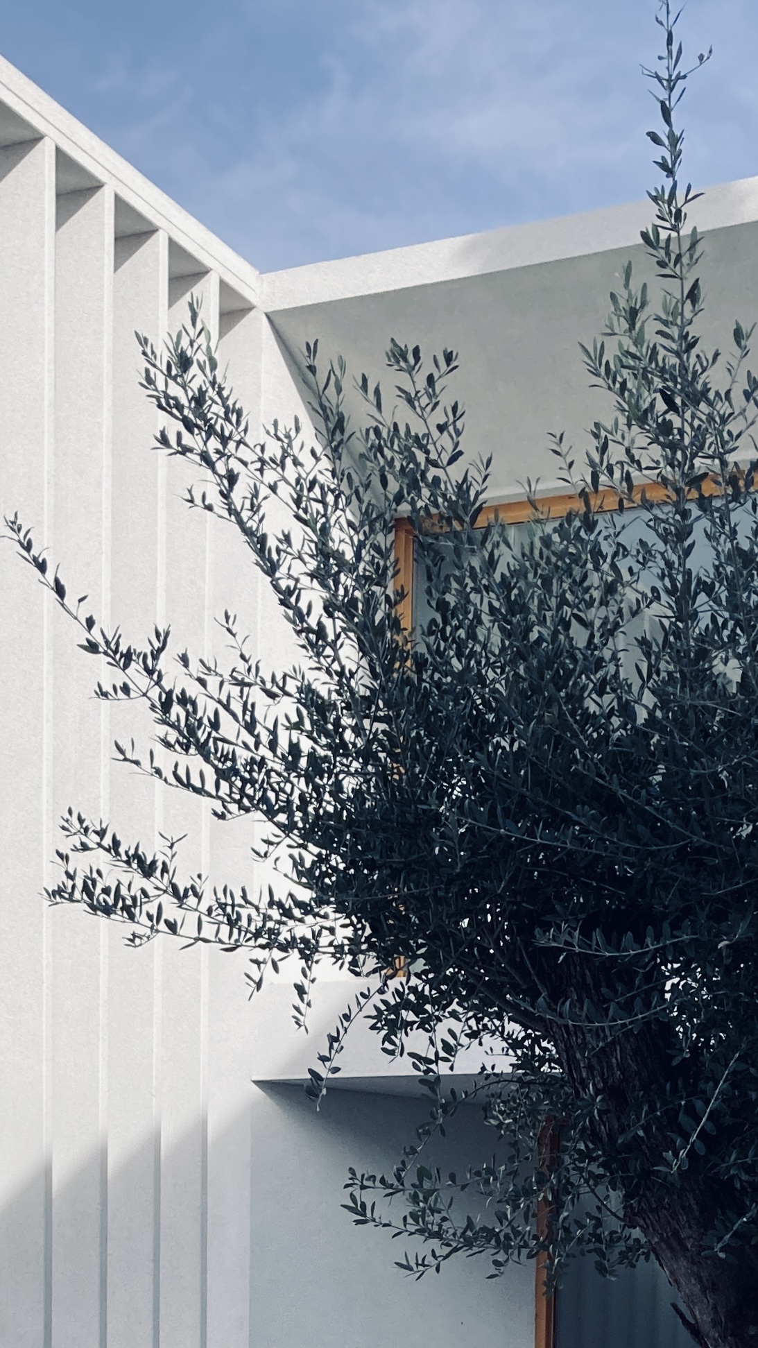 Façana blanca de línies verticals amb olivera al primer pla
