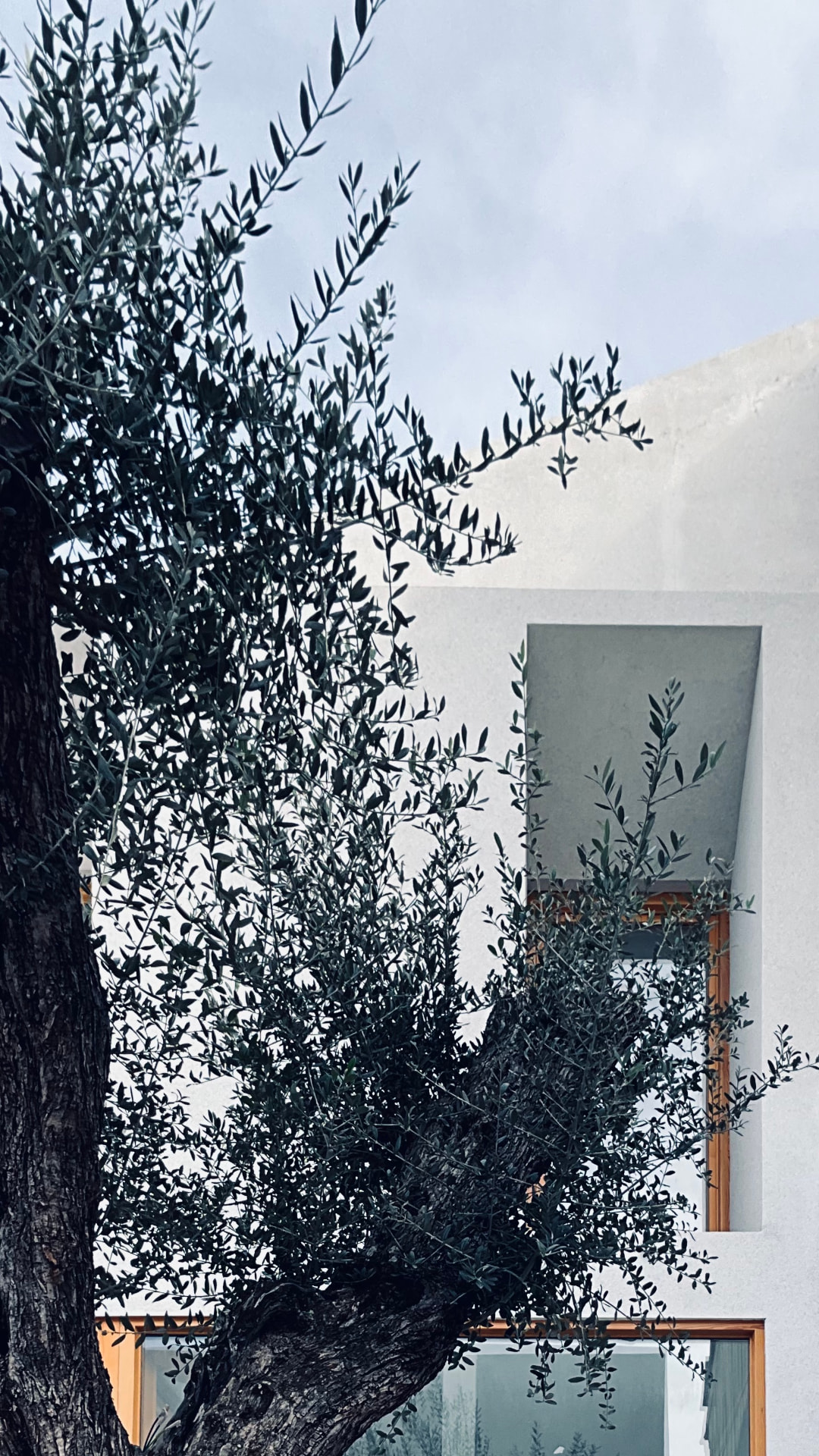 Olivera davant d'una façana blanca amb finestres de fusta